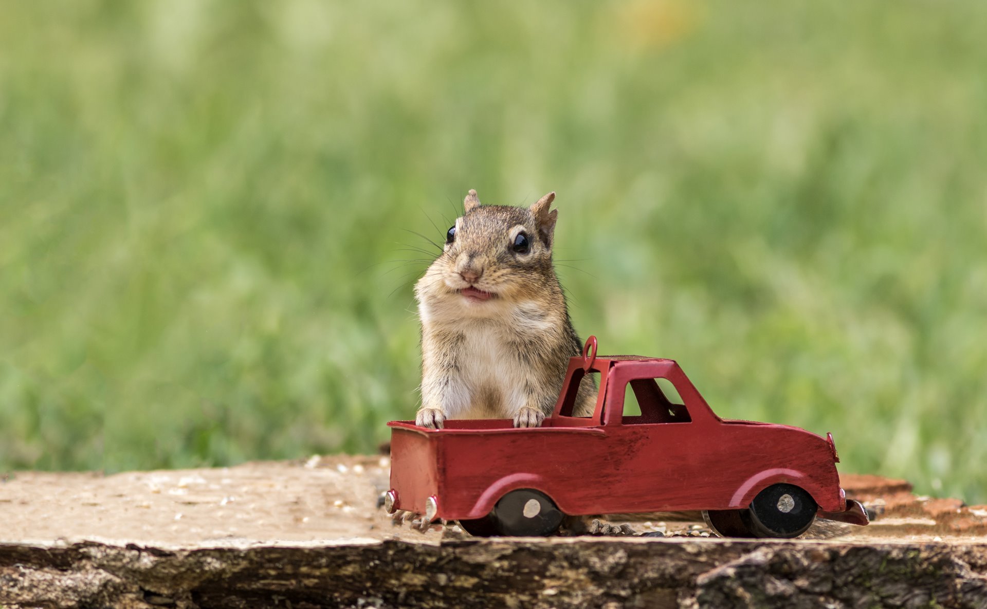 chipmunk-stuffs-checks-with-peanuts-out-of-red-truck-for-fall-season.jpg